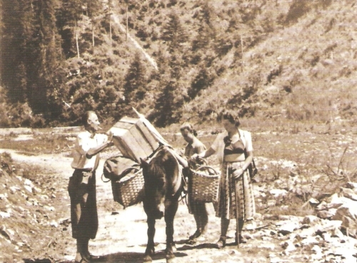 Koník Pejo počas zásobovania v 1951-58
